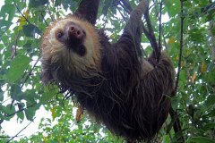 sloth-1