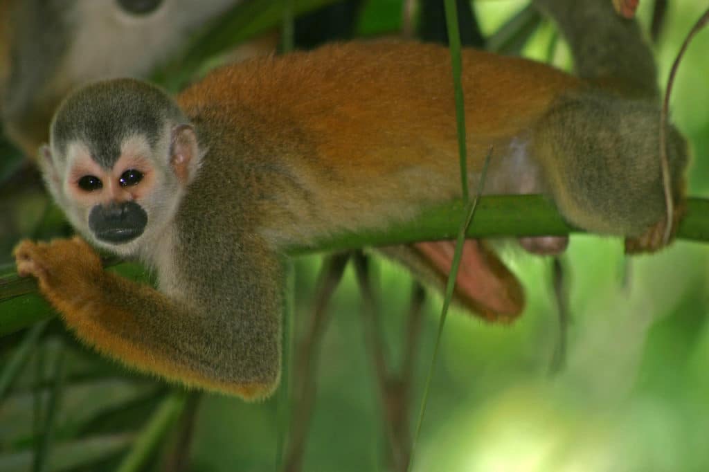 Central_American_Squirrel_Monkey