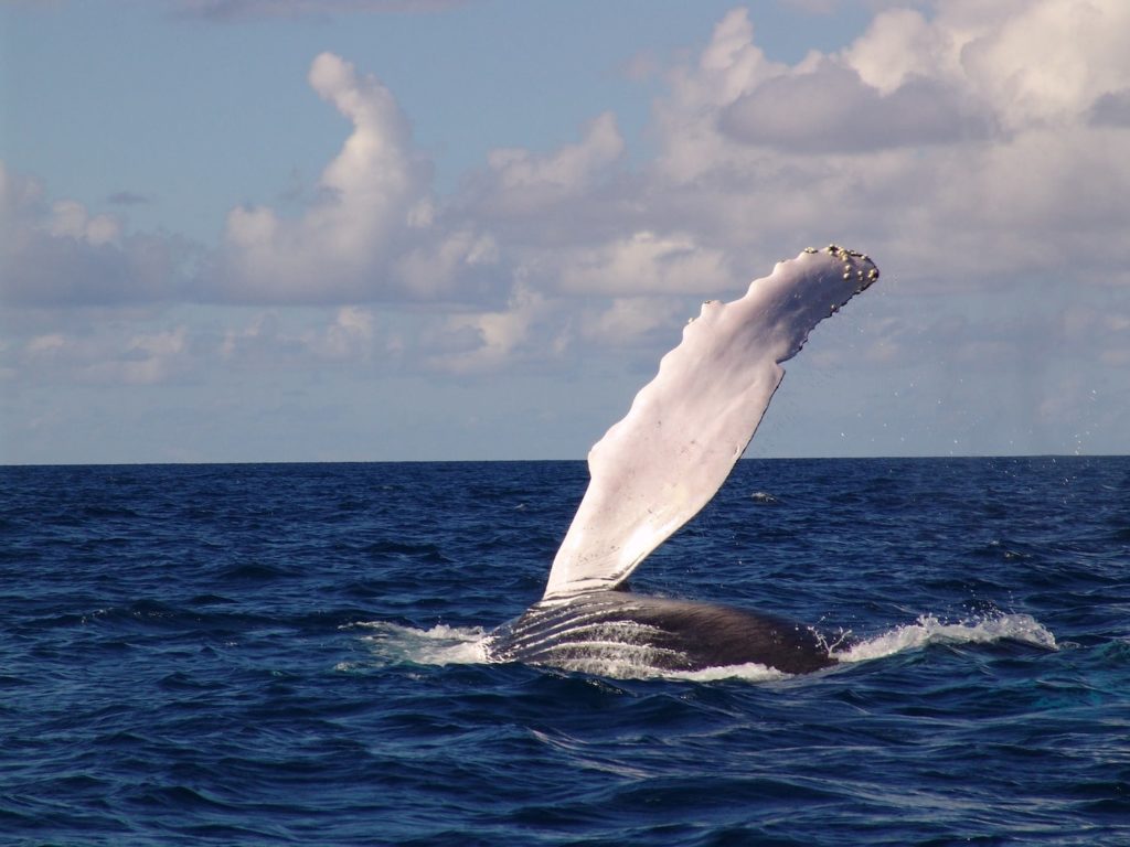 whale-watching-in-Costa-Rica