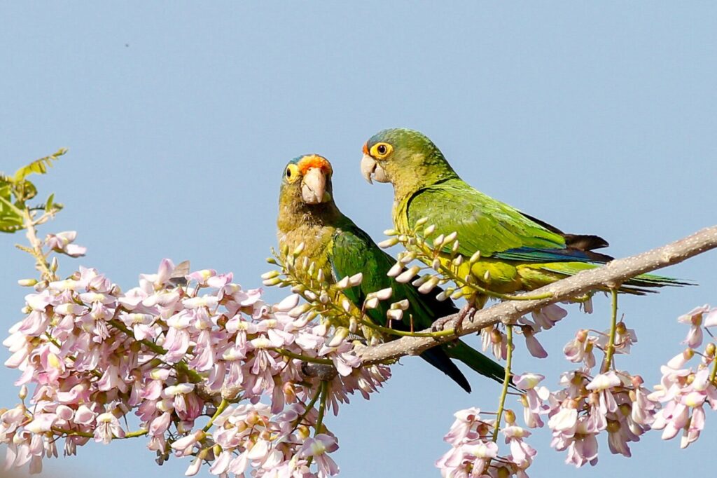 Costa Rica wildlife parrots birds
